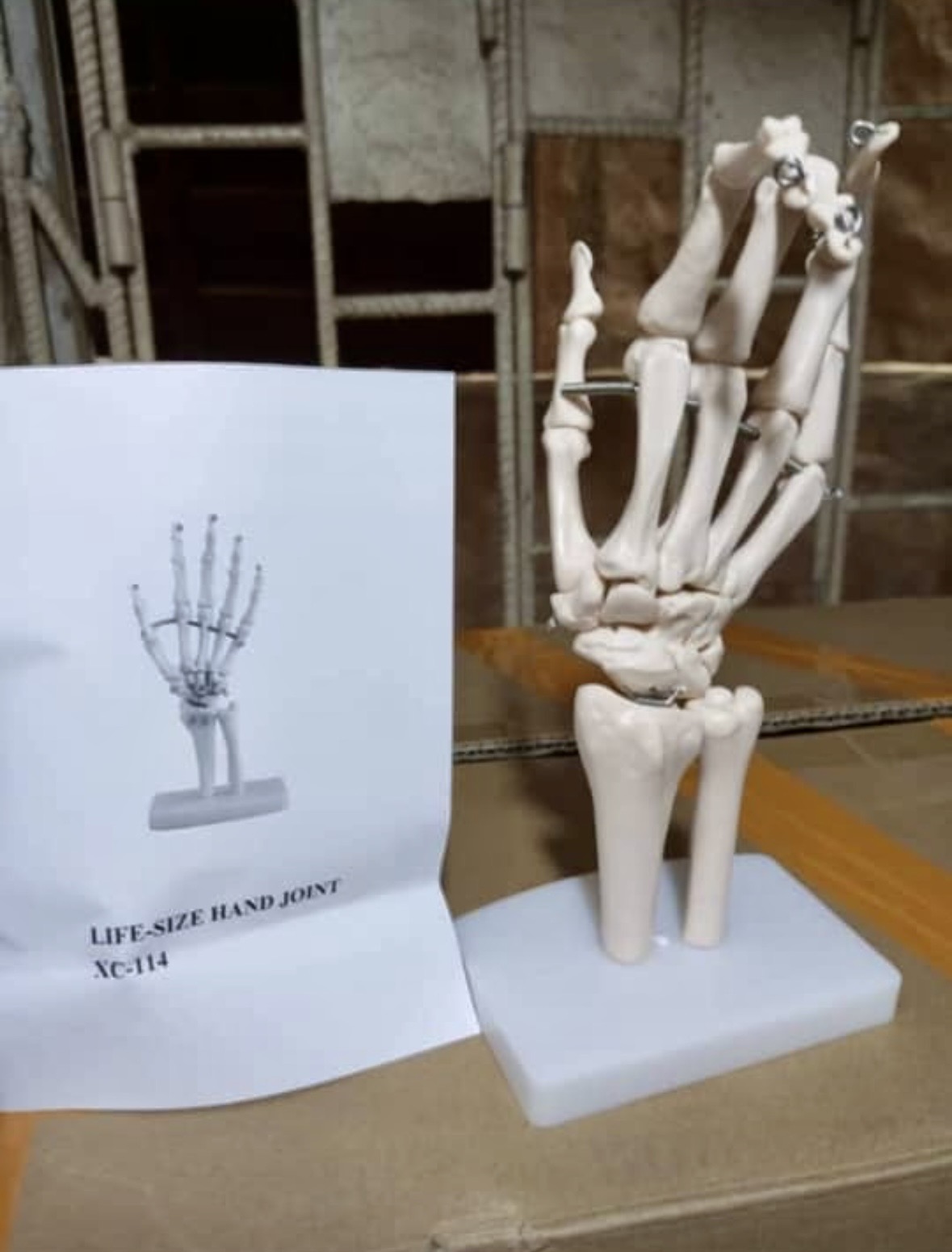 Hand Joint Anatomy Model 1
