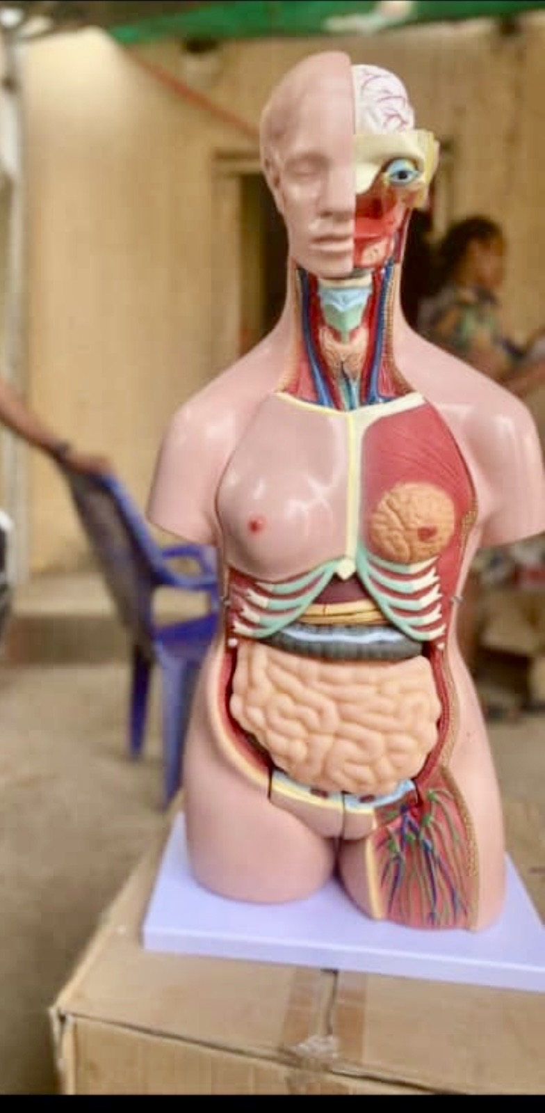 dual-sex (unisex) torso 1