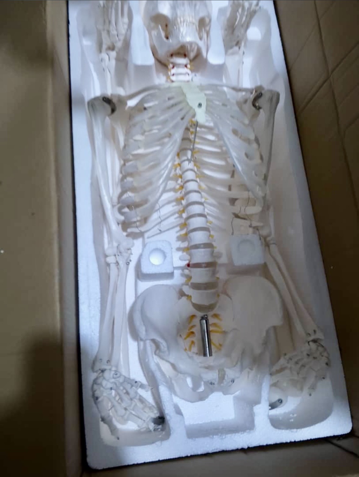 Life-Size Human Skeleton Model 1